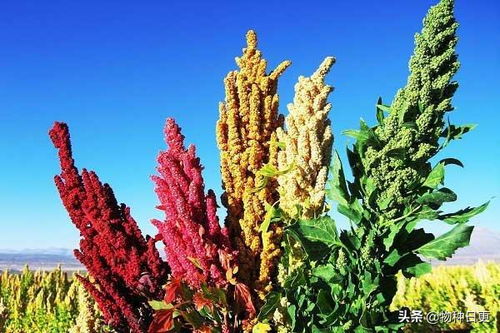 藜麥 超級食品的真相與可持續(xù)種植挑戰(zhàn)